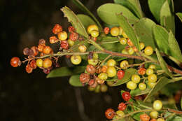 Image of blue-fruited crowberry