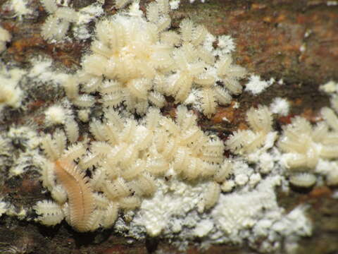 Image of Brachycybe lecontii Wood 1864