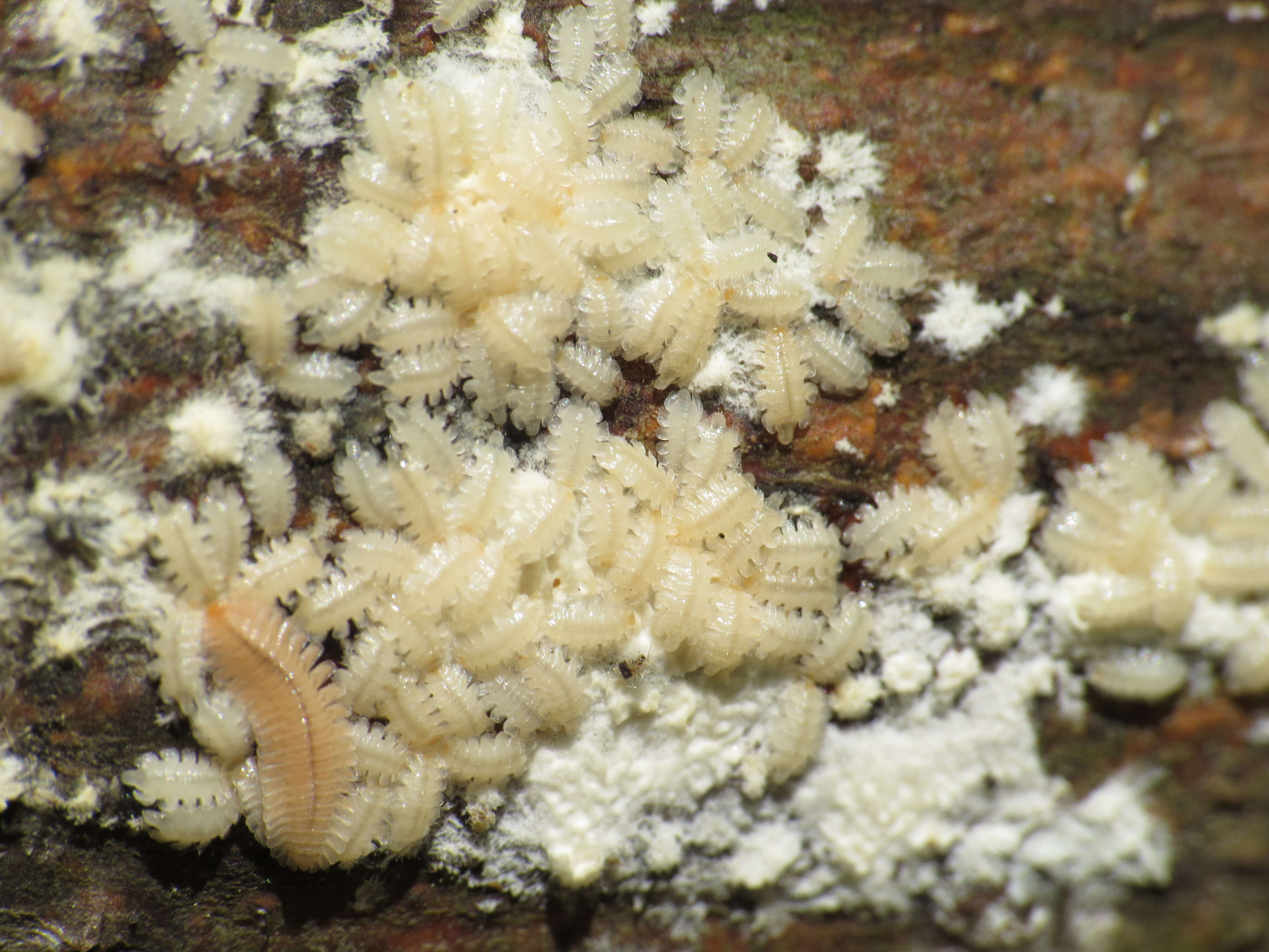 Image of Brachycybe lecontii Wood 1864