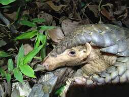 Image of Chinese Pangolin