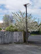 Image of Japanese flowering cherry