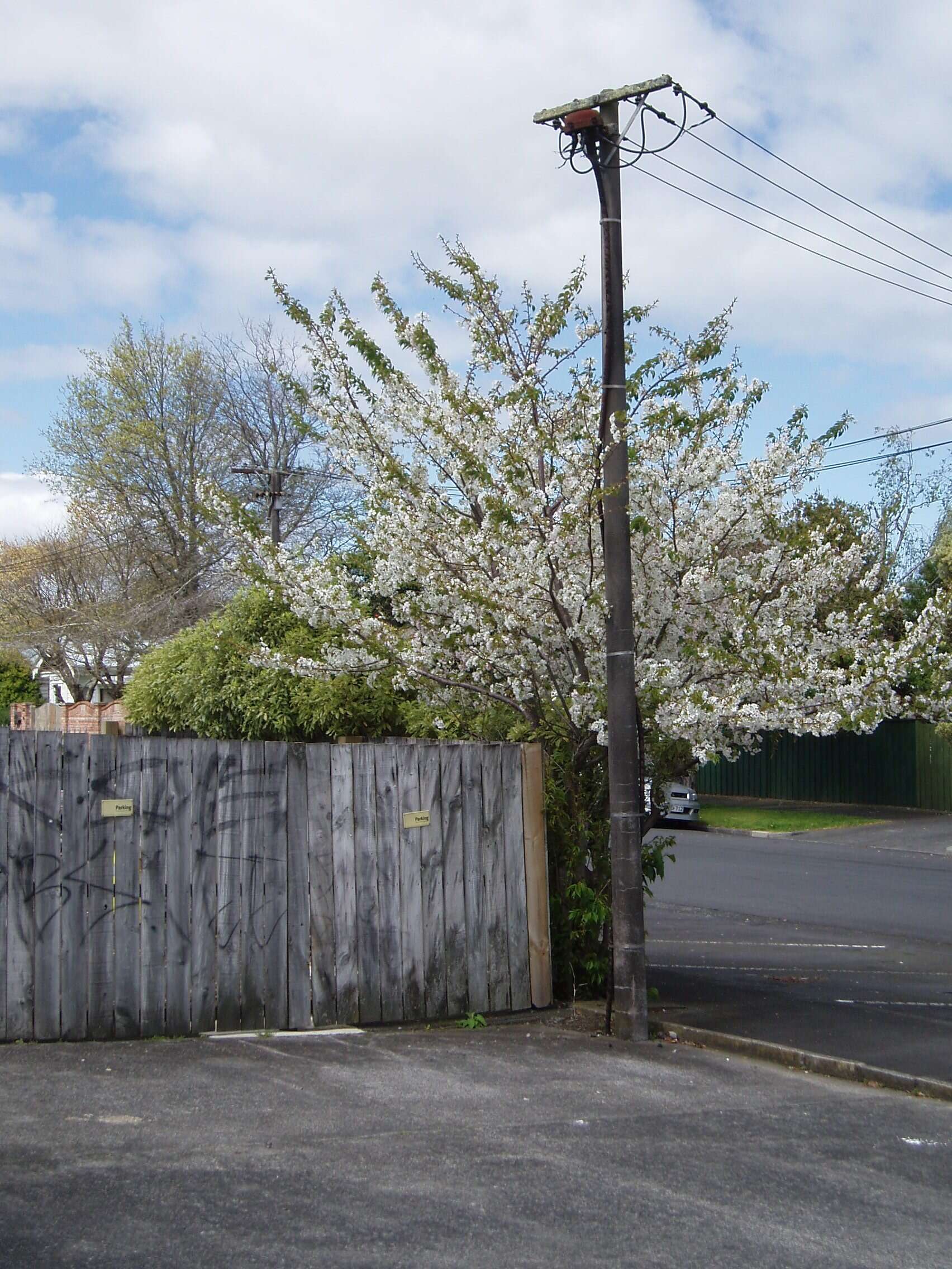 Image of Japanese flowering cherry