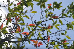 Image of Elaeocarpus joga Merrill