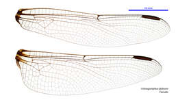 Imagem de Ictinogomphus dobsoni Watson 1969