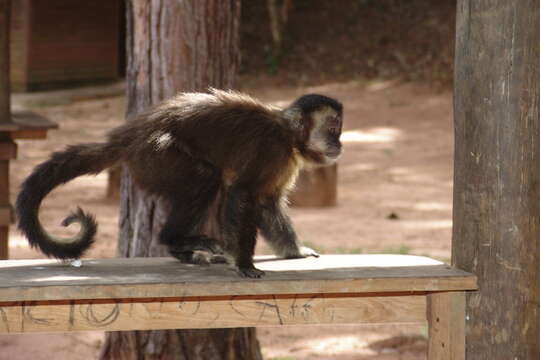 Image of Black Capuchin