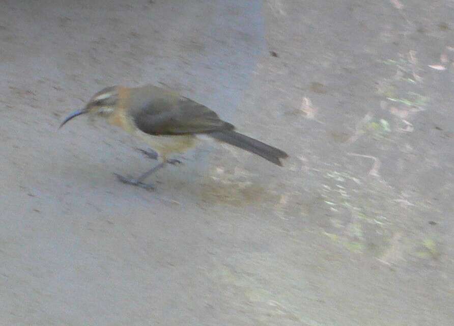 Image of Western Spinebill