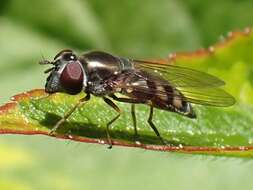 Image of <i>Platycheirus trichopus</i>