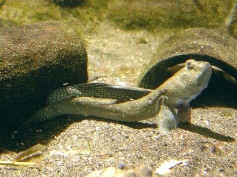 Image of Great blue spotted mudskipper