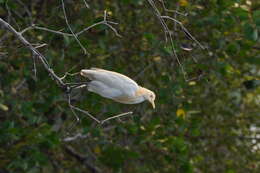 Image of Eastern Cattle Egret