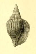 Image of Dolomena plicata (Röding 1798)