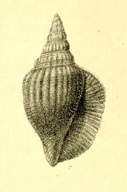 Image of Dolomena plicata (Röding 1798)