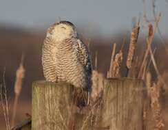 Image of Snowy Owl