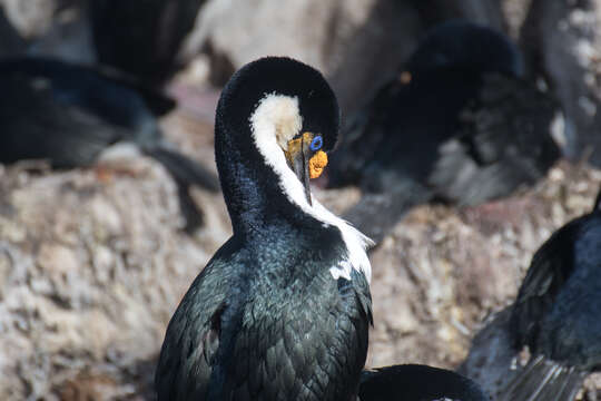 Image of Kerguelen Shag