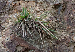Image of Lachnagrostis billardierei (R. Br.) Trin.
