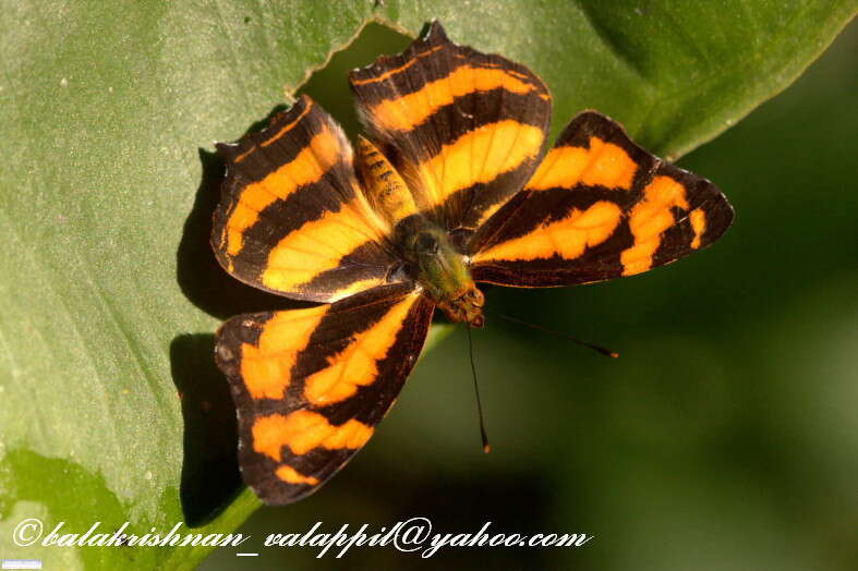 Image of Symbrenthia lilaea