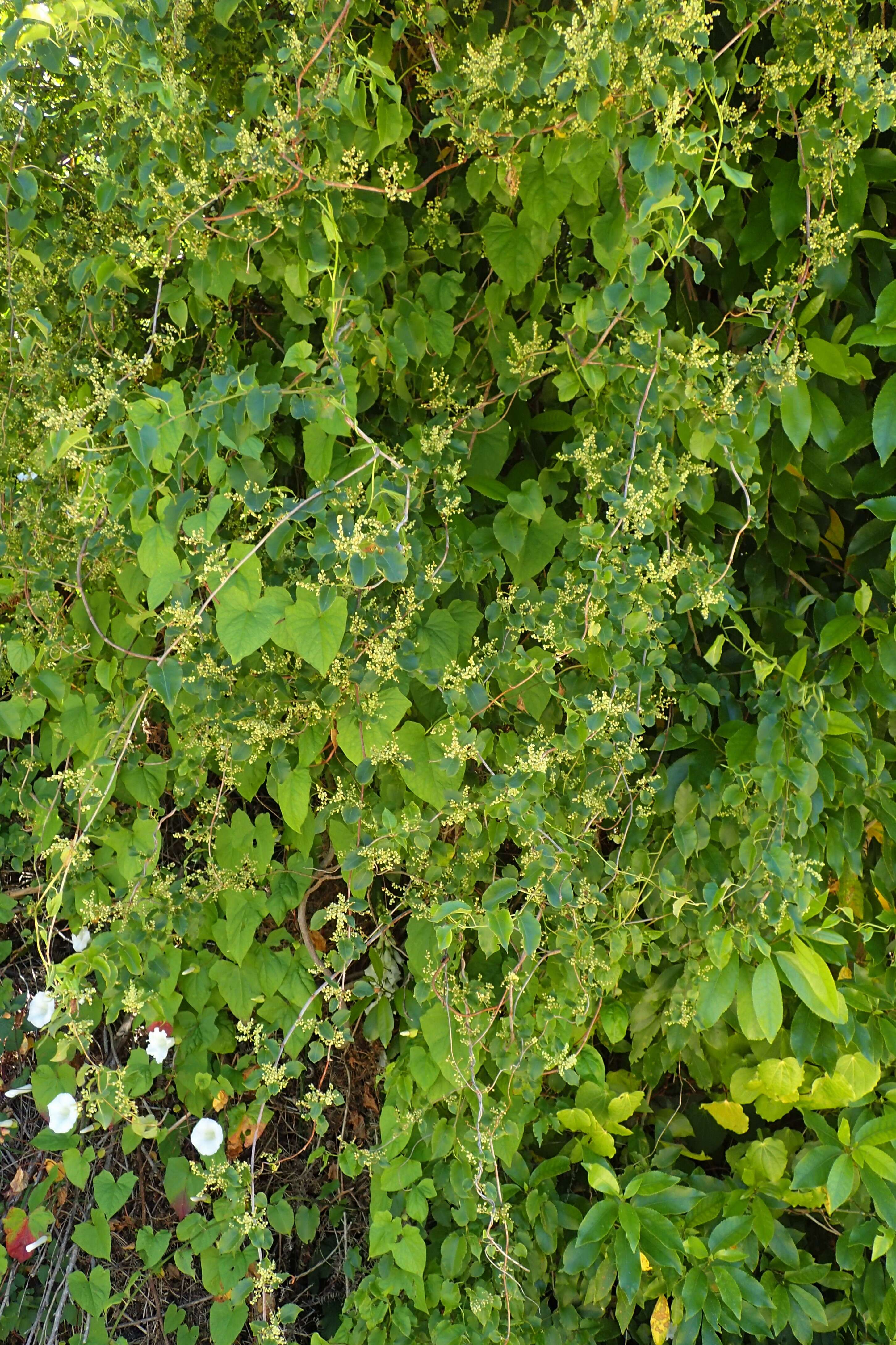 Image of Muehlenbeckia australis (Forst. fil.) Meisn.