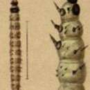 Image of Epischnia cretaciella Mann 1869