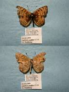 Image of Phyciodes mylitta