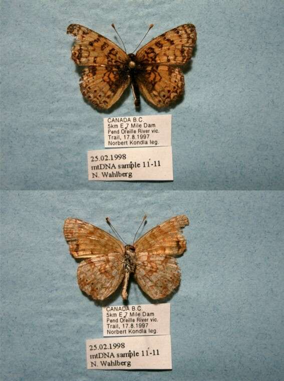 Image of Phyciodes mylitta