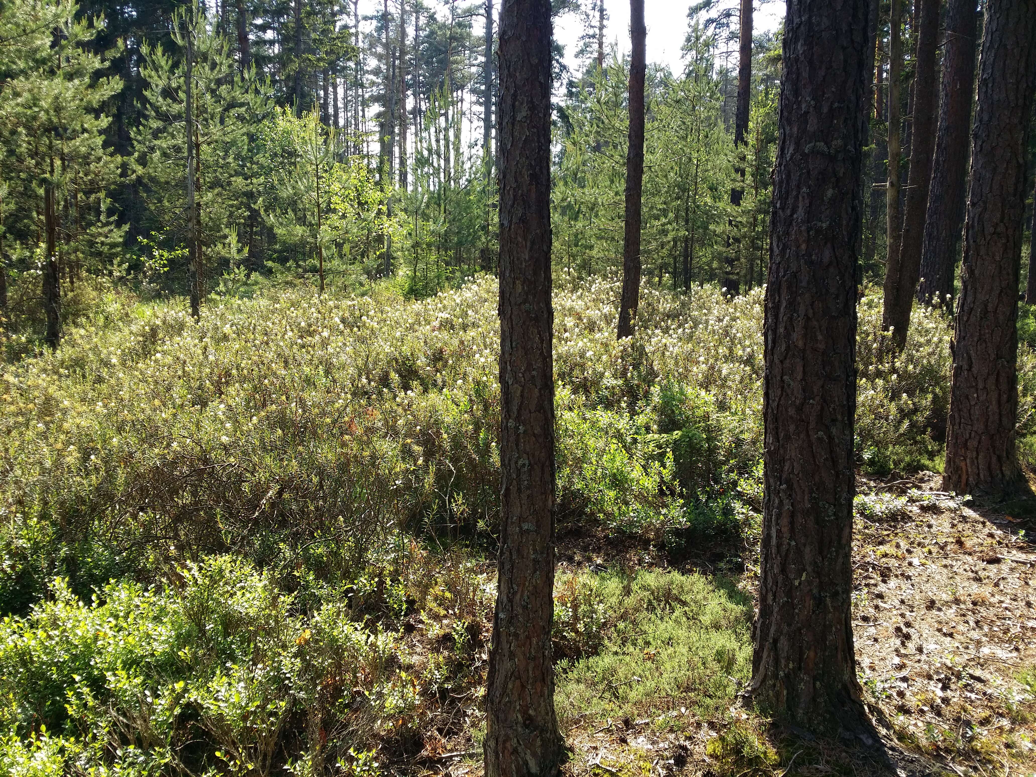 Imagem de Rhododendron tomentosum (Stokes) Harmaja