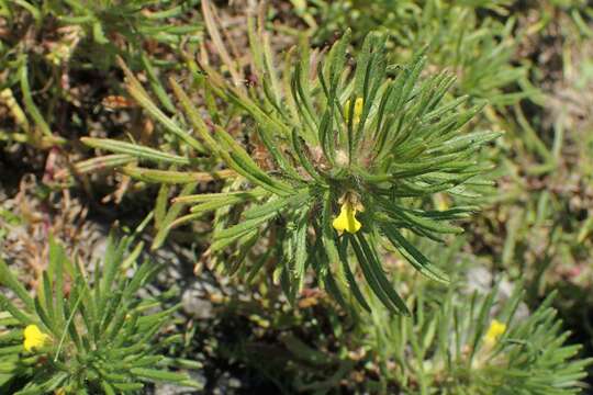 Image of Ground-pine