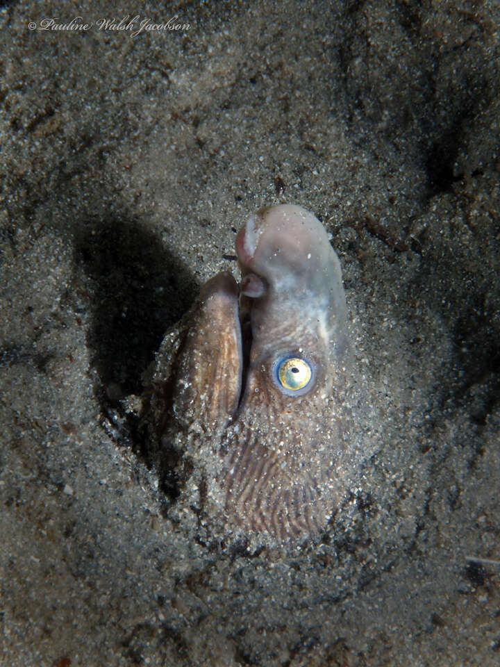 Image of Sooty Eel