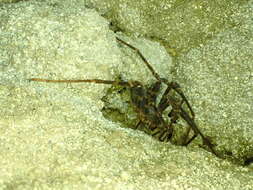 Image of Nelson Cave Spider