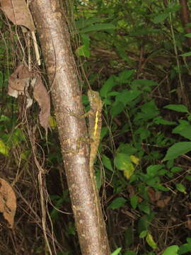 Image of Diploderma swinhonis (Günther 1864)