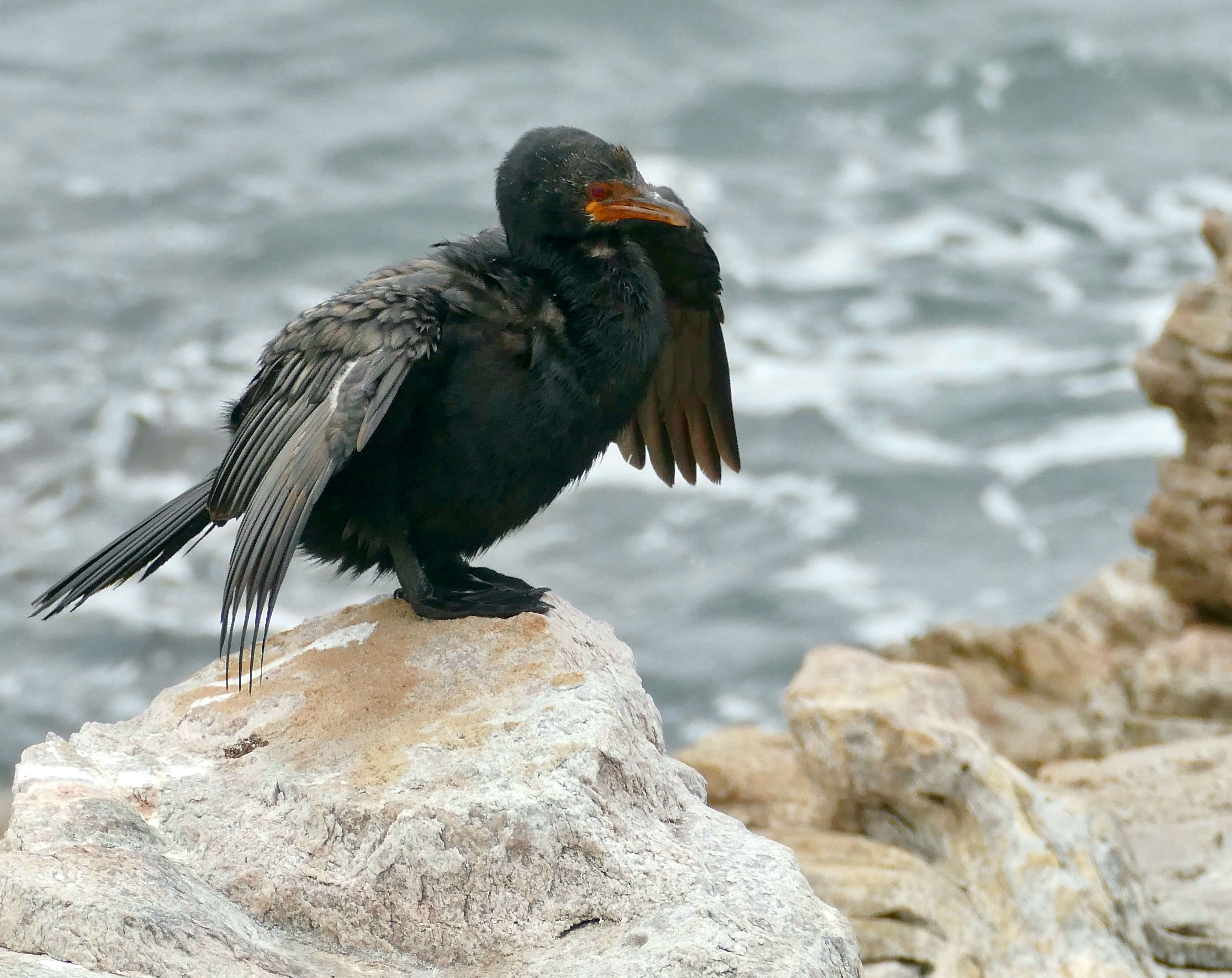 Image of Crowned Cormorant