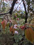 Image of Prunus transarisanensis