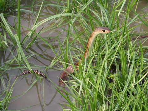 Image of Chinese Ratsnake