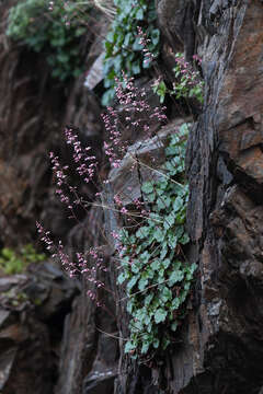 Image of Laguna Mountain alumroot