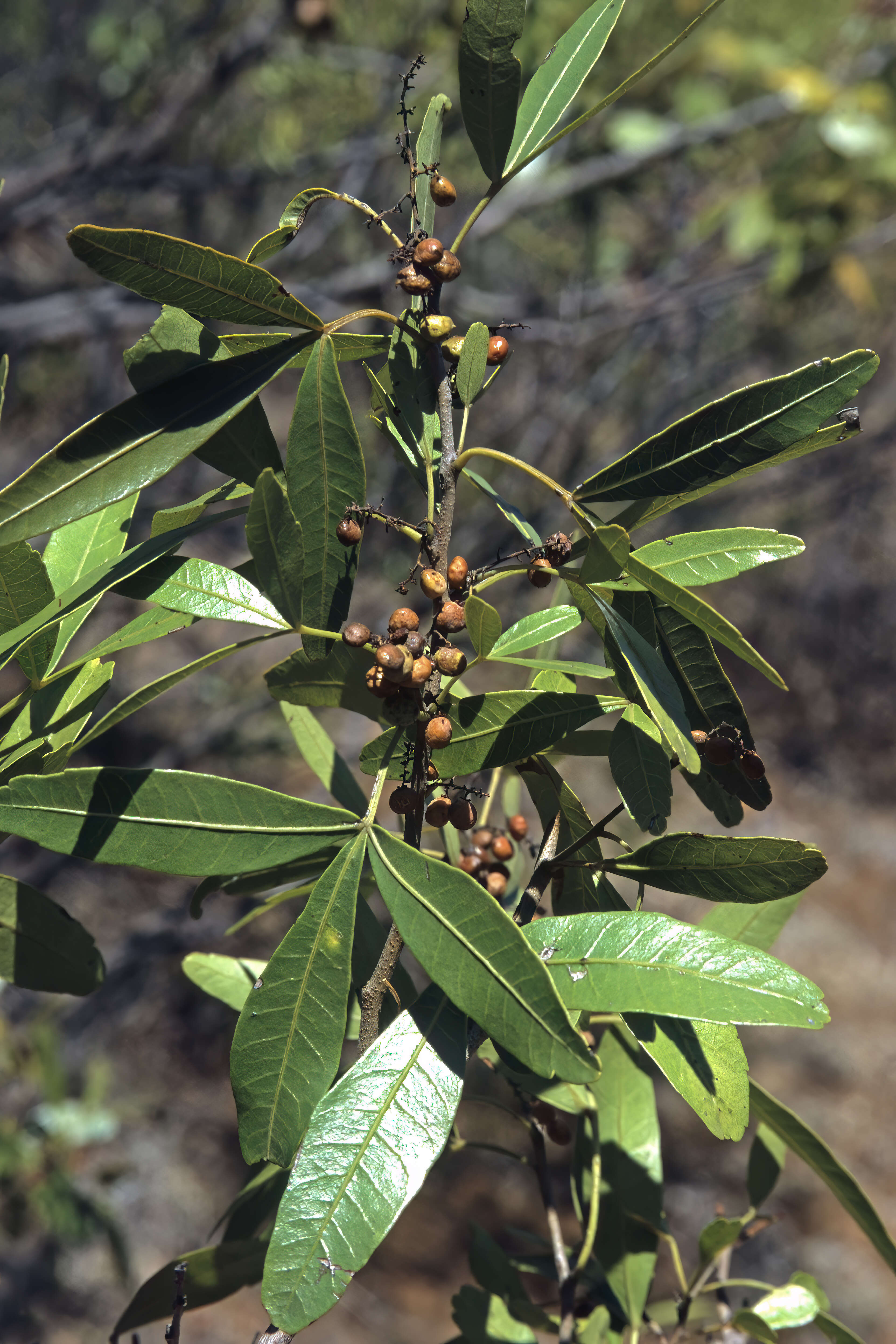 Image de Searsia sekhukhuniensis (Moffett) Moffett