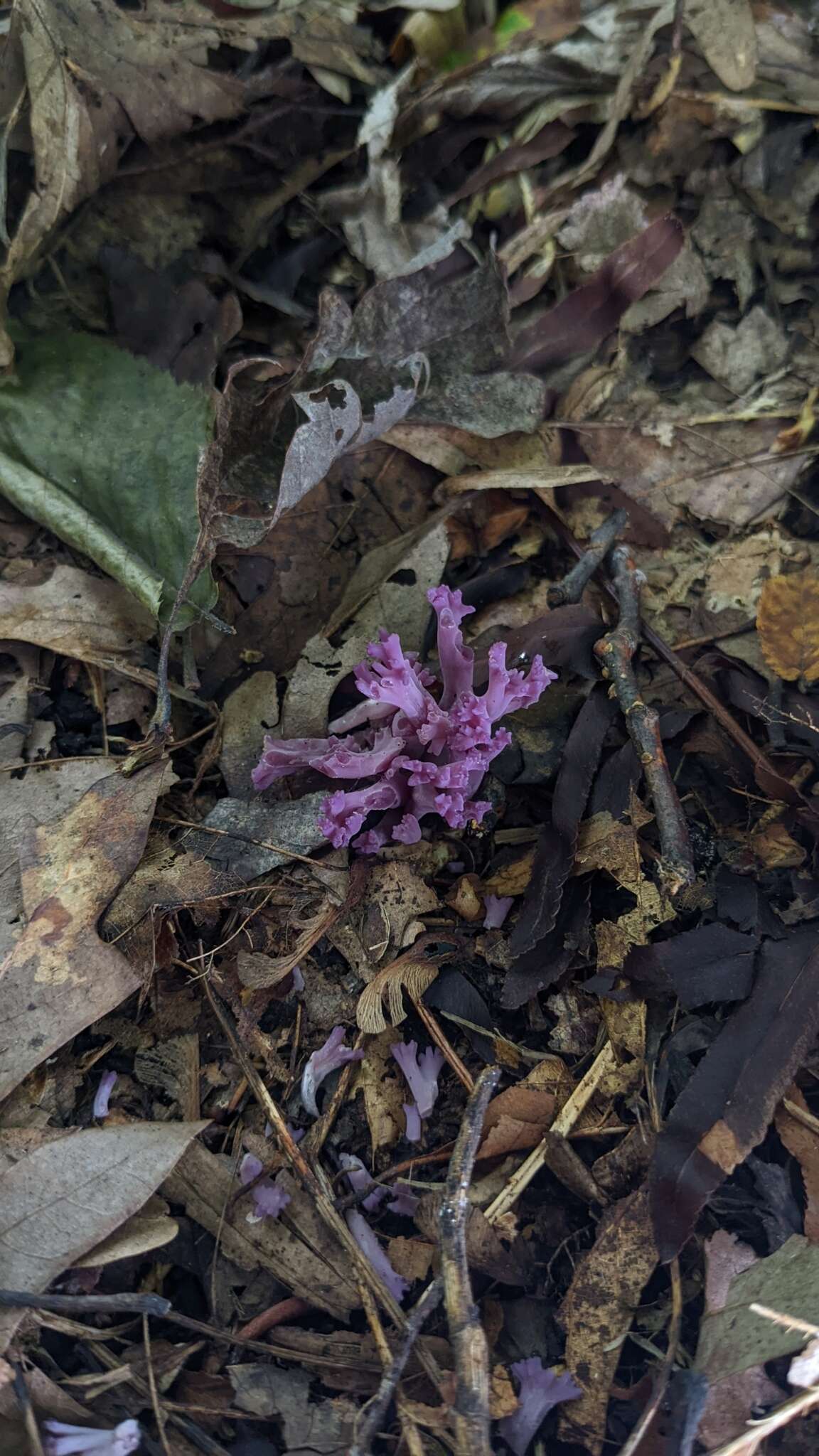 Image of Clavaria zollingeri Lév. 1846