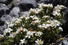 Image de Myosotis lyallii Hook. fil.