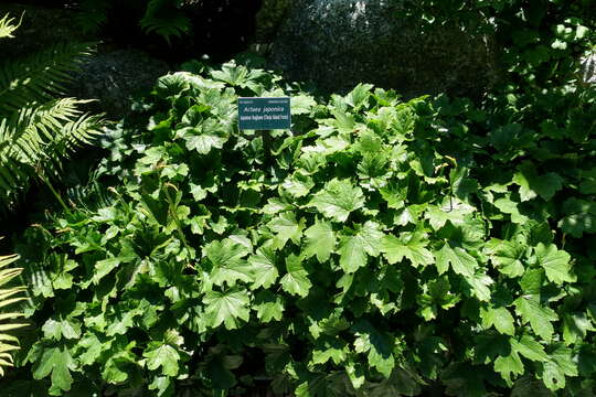 Image of Actaea japonica C. P. Thunberg ex A. Murray