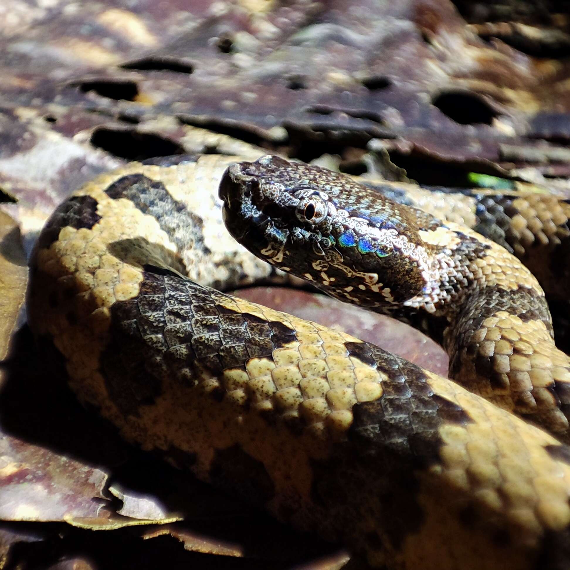 Image of Chinese Mountain Pit Viper