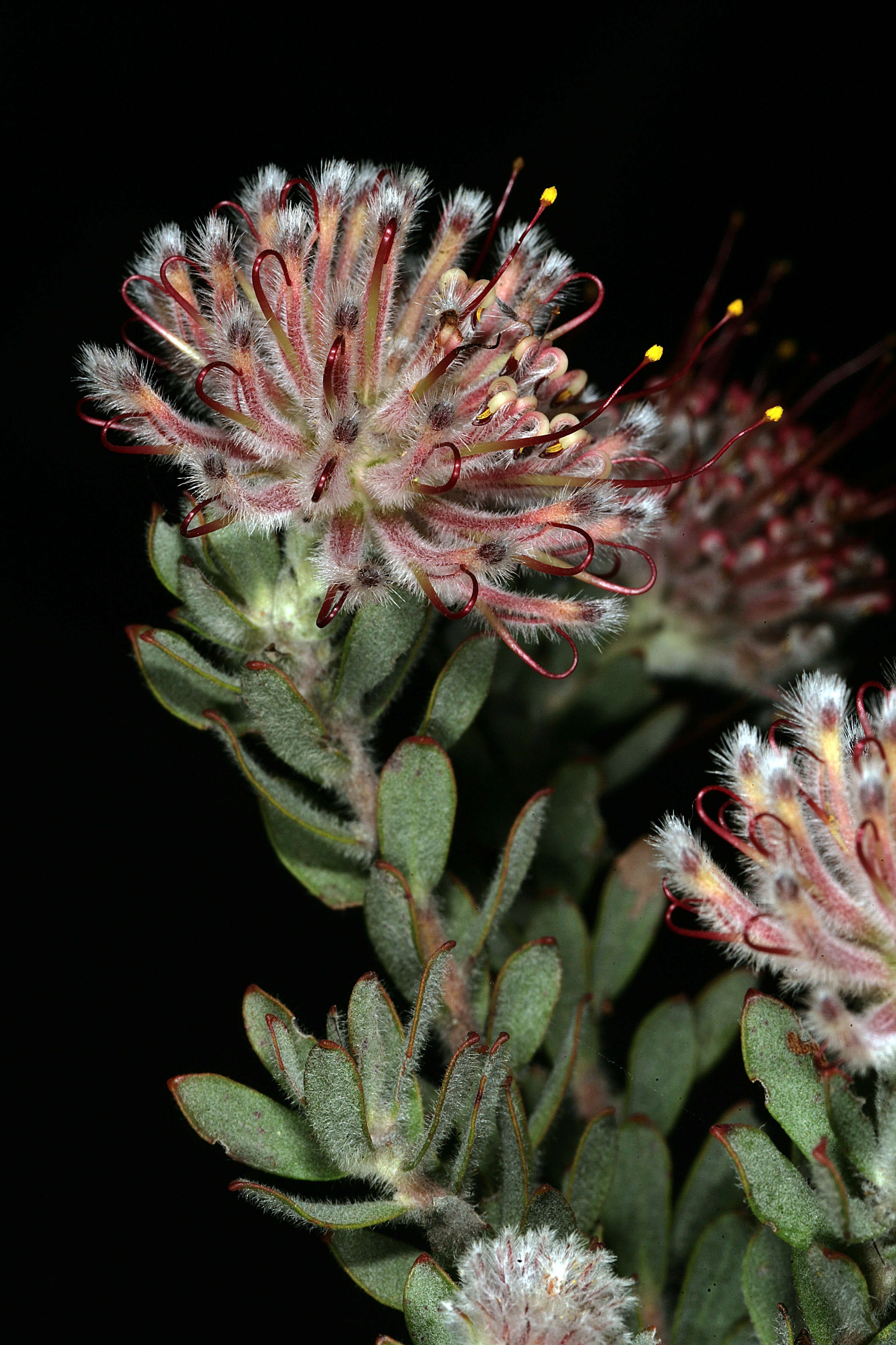 Image of arid pincushion