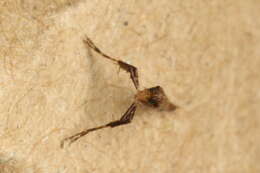 Sivun Caloptilia linearis (Butler 1877) kuva