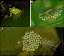 Image de Ikakogi ispacue Rada, Dias, Peréz-González, Anganoy-Criollo, Rueda-Solano, Pinto-E. & Mejía Quintero et al. 2019