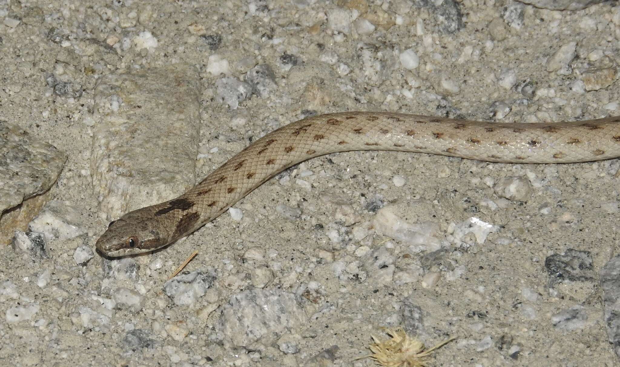 Image of Desert Night Snake