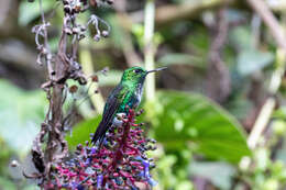 Image of Emerald-bellied Puffleg