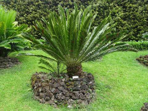 Encephalartos aemulans Vorster resmi