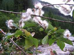 Image of Salix silesiaca Willd.