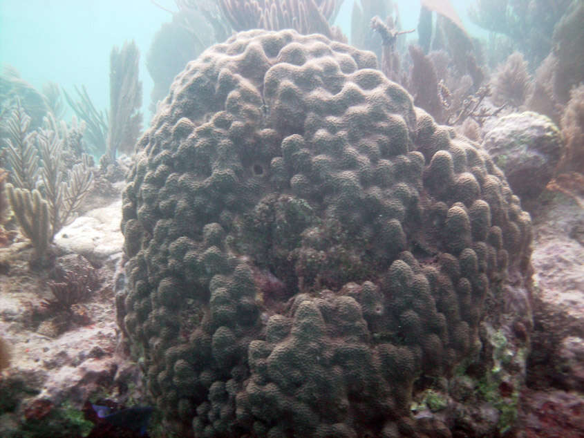 Image of Lobed Star Coral