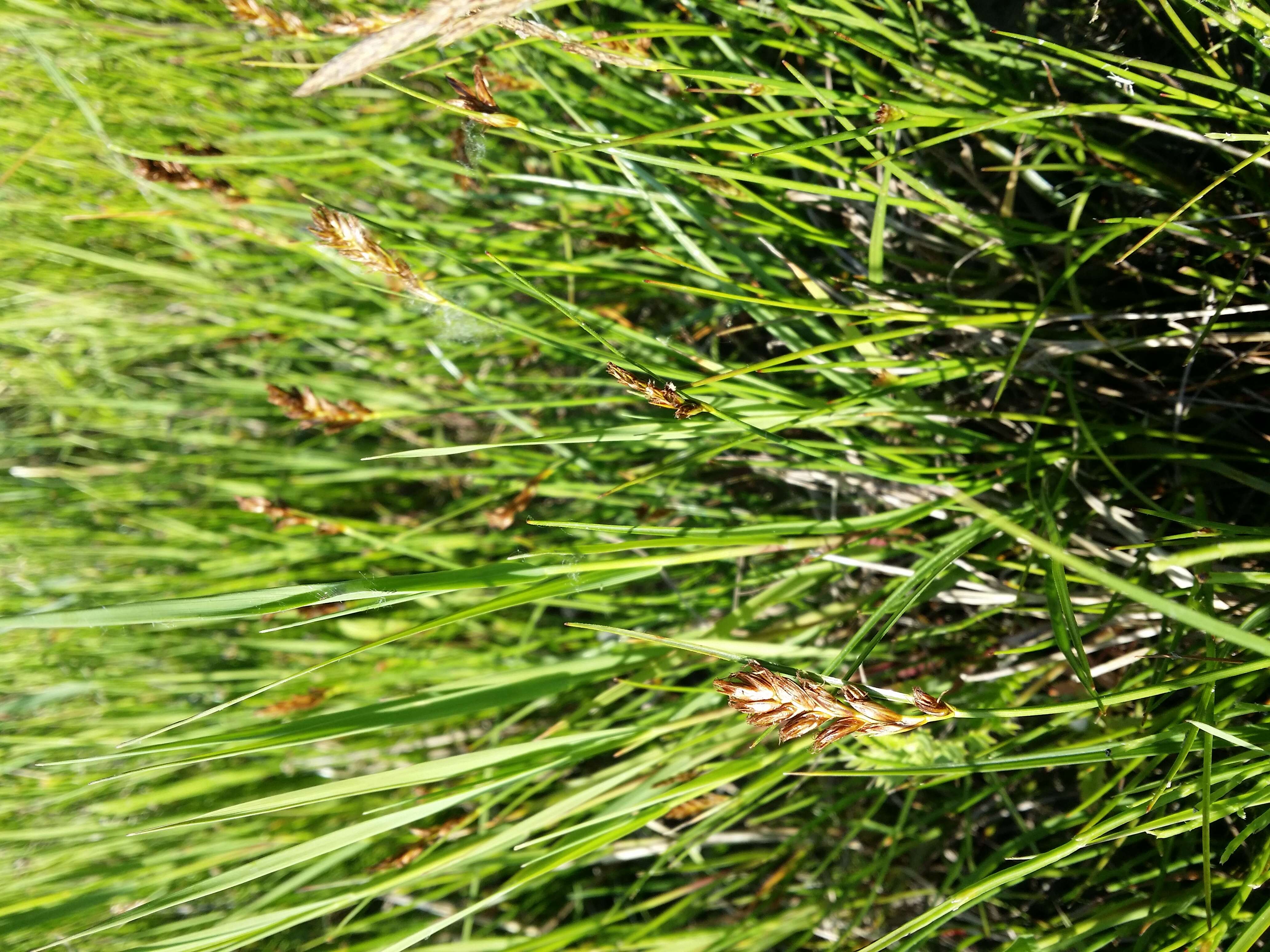 Image of Flat-sedge