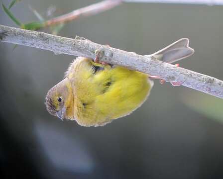 Image of Grassland Yellow Finch