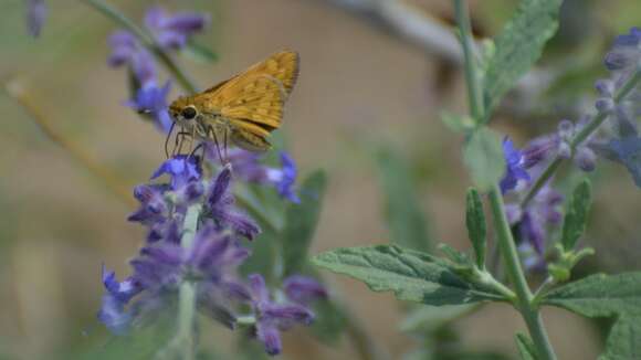 Image of Hylephila phyleus