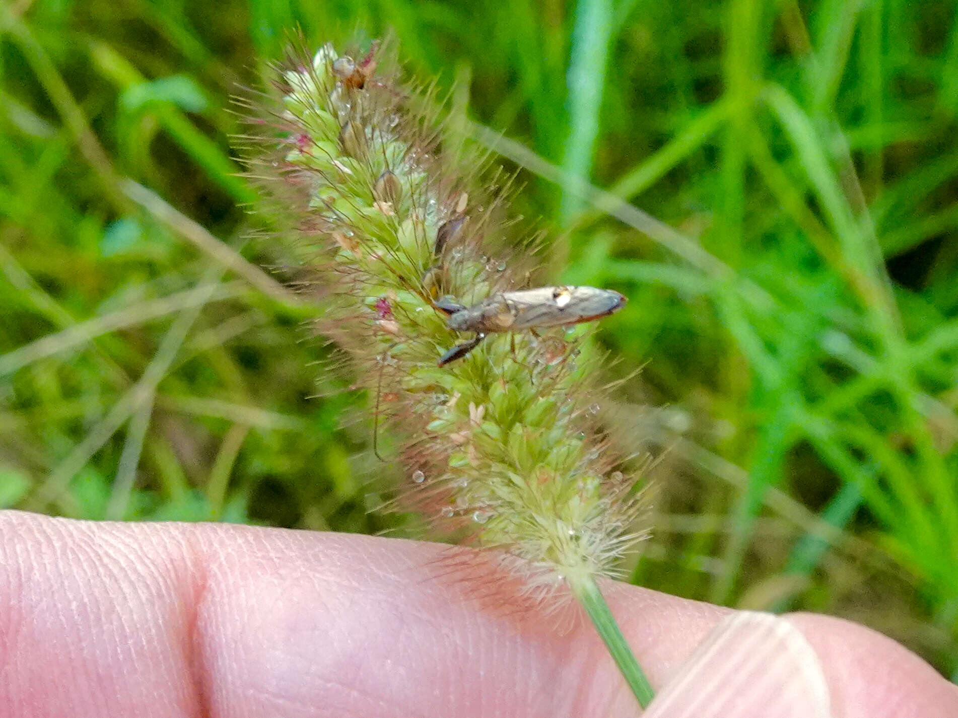 Image of Pachygrontha antennata (Uhler & P. R. 1860)