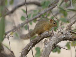 Image of Ochre Bush Squirrel